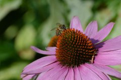 Besuch auf einer Echinacea